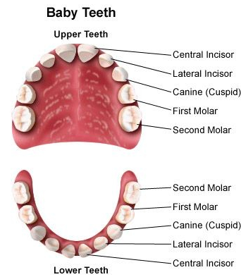 Illustration for article titled PEDIATRIC DENTISTS IN BANGALORE